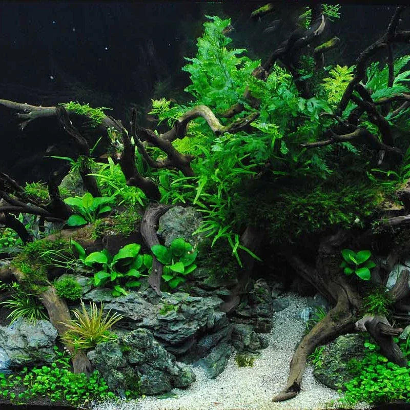 Natural Wooden Small Habitat Roots Fish Tank Decoration